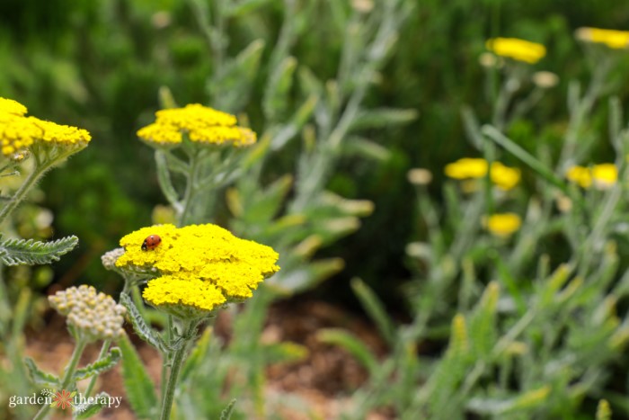 yellow yarrow