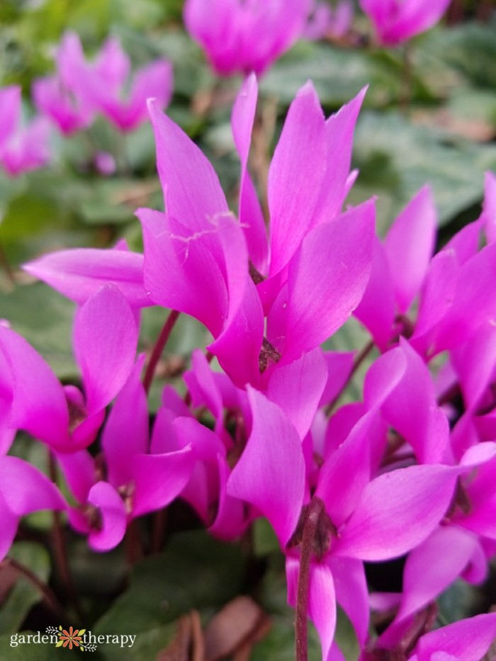 lovely purple flowers