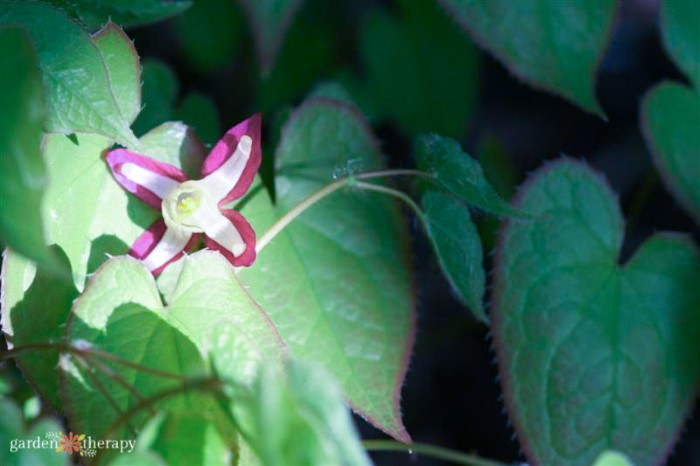 Epimedium