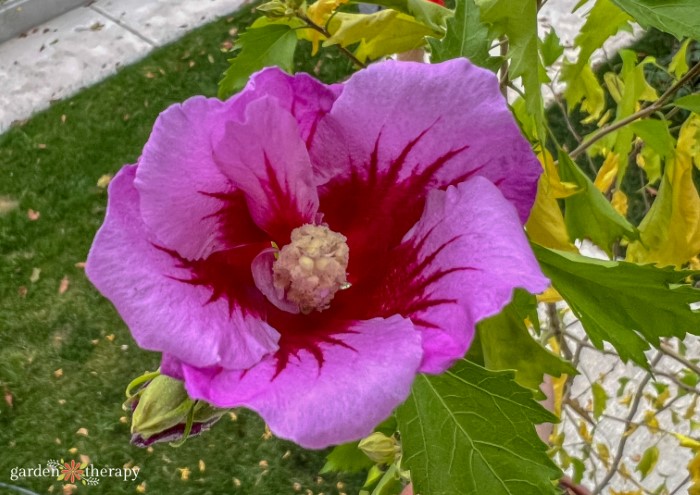 Identifying and Growing the Top 3 Hibiscus Flowers - Garden Therapy