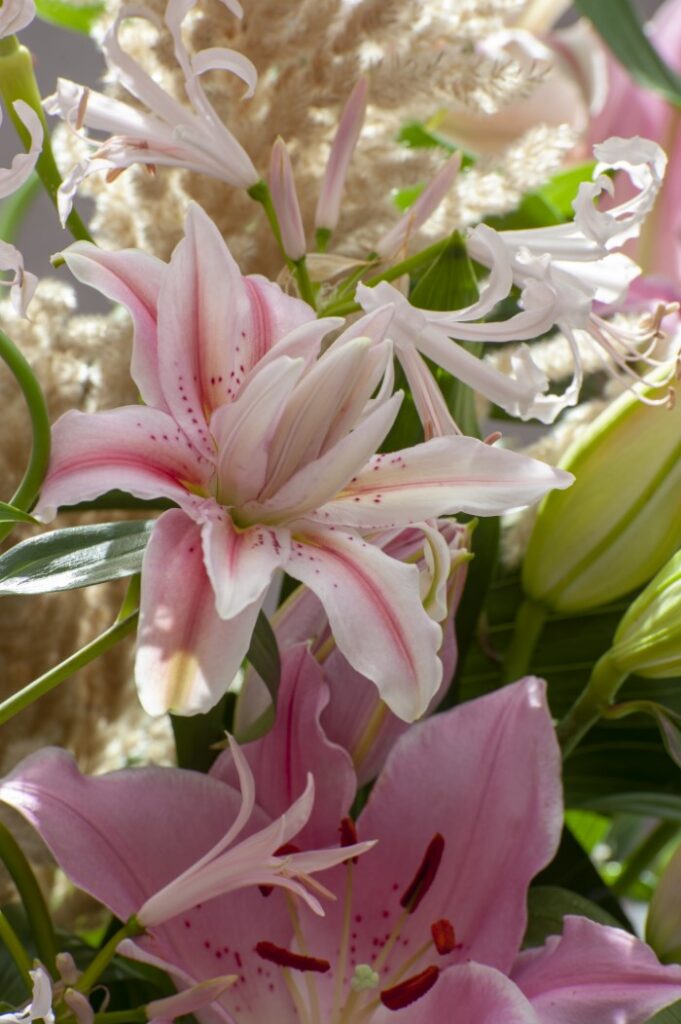 Lilium Roselily Felicia