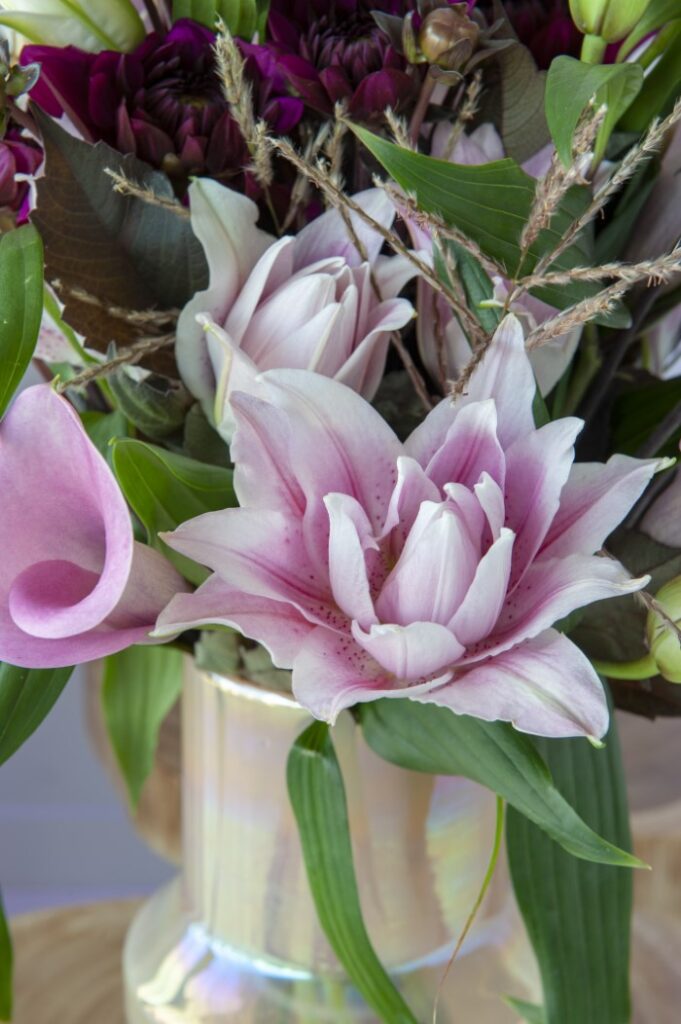 Lilium 'Roselily Isabella'