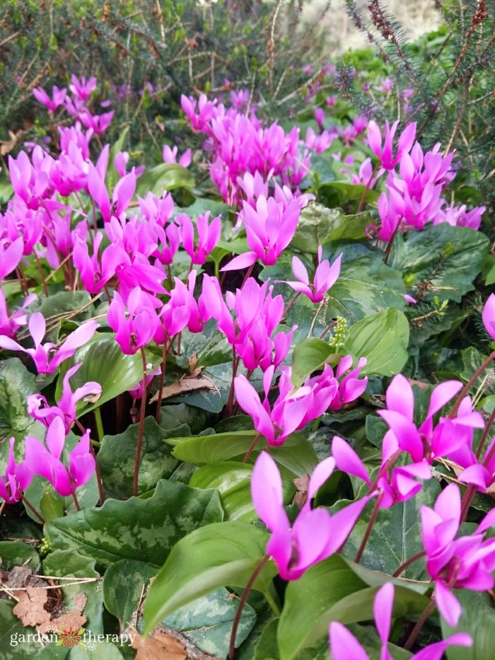 Flores de ciclamen morado