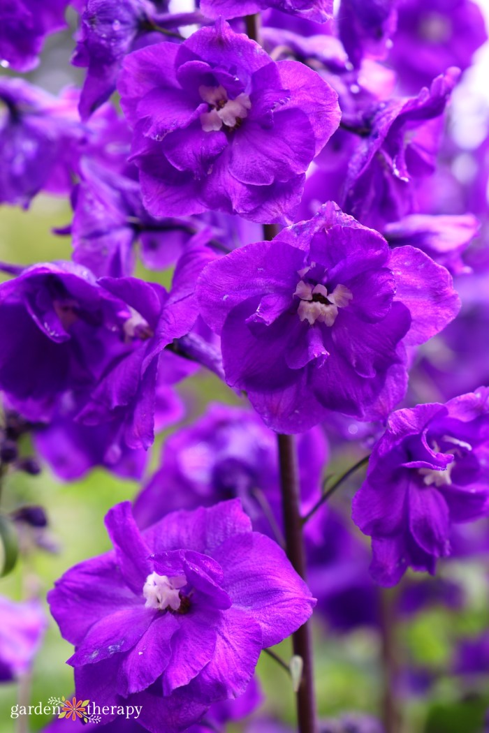 Purple Delphinium flower