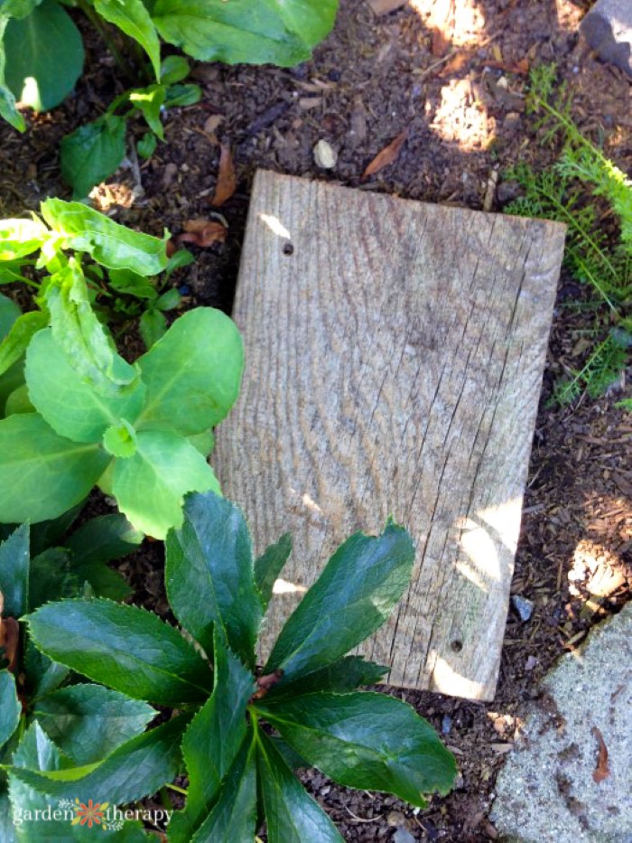 wood block for slugs in the garden
