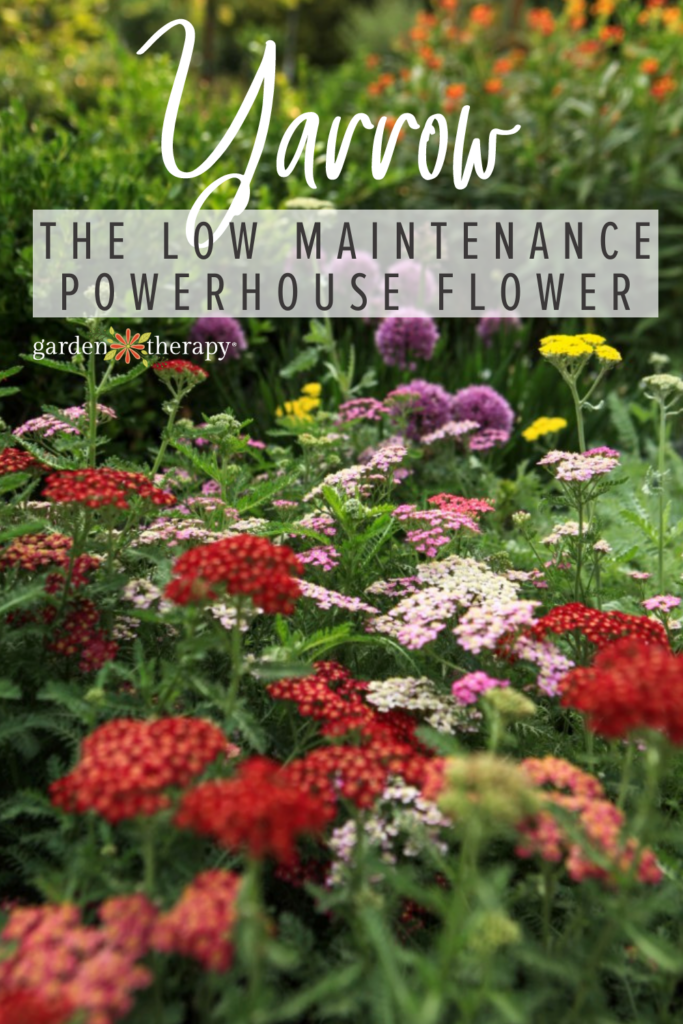 Yarrow: The Low Maintenance, Powerhouse Flower