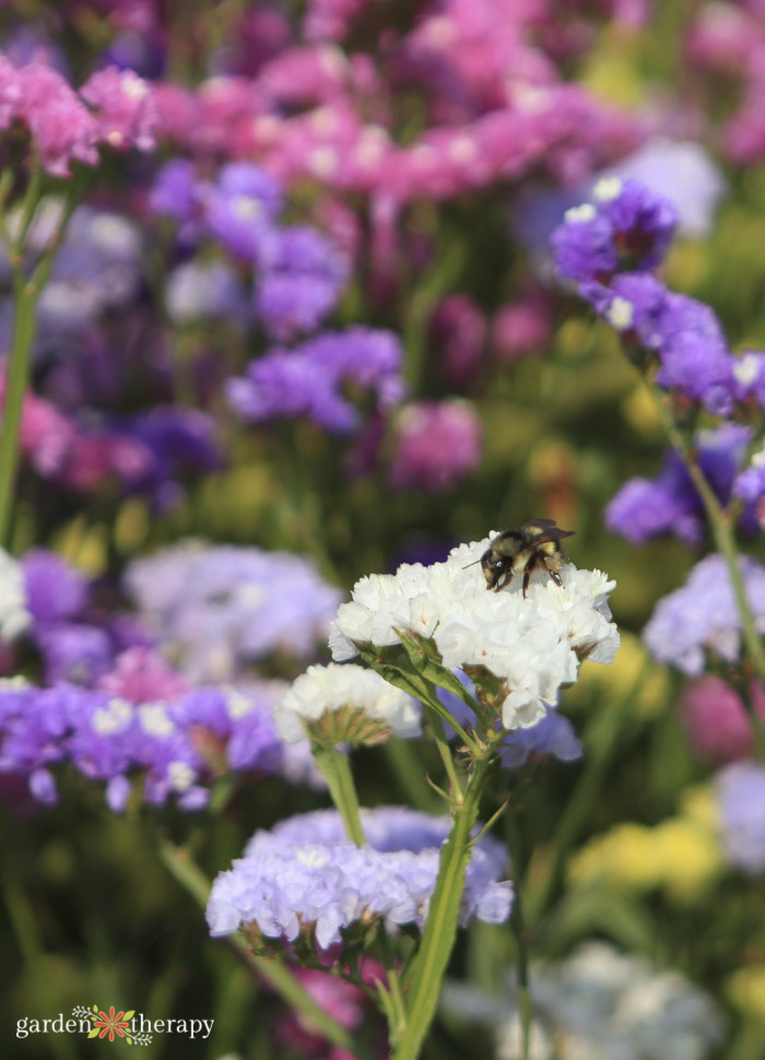 abeille sur les fleurs