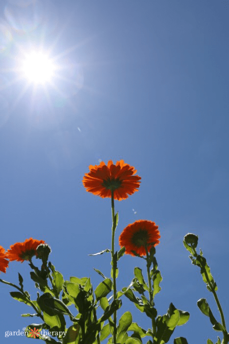 sunshine on flowers