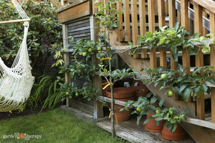 espalier and hammock chair in the garden