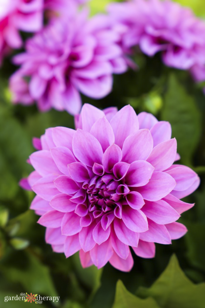 purple-pink dahlia flower