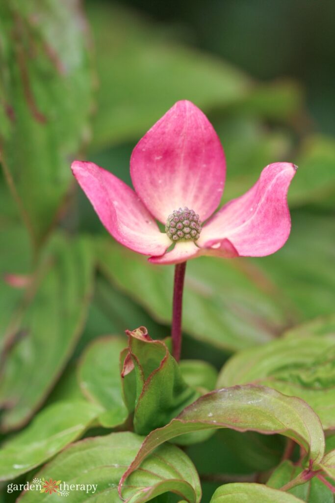pink dogwood flower