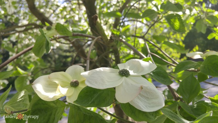 white dogwood tree