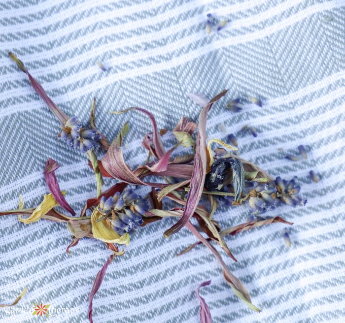 dried echinacea petals