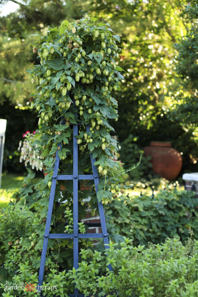 hops on a wooden trellis