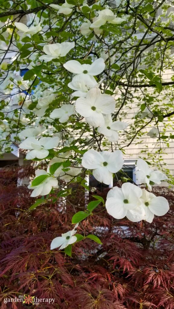 flowering dogwood tree in white