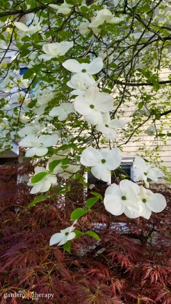 how deep are the roots of a dogwood tree