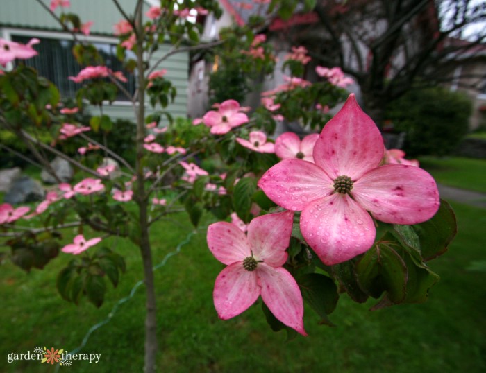 pink flowering dogwood trees