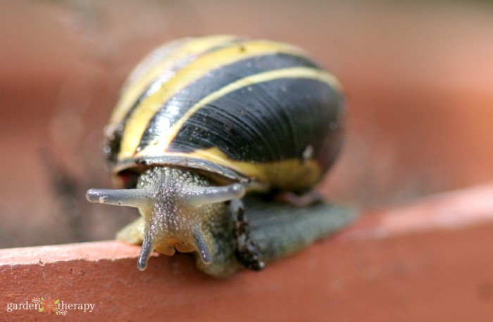 close up of garden snail face and shell