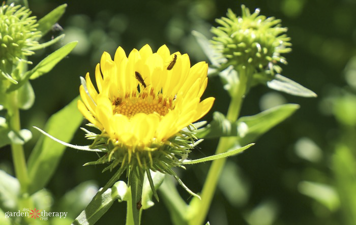 gardening climate zones