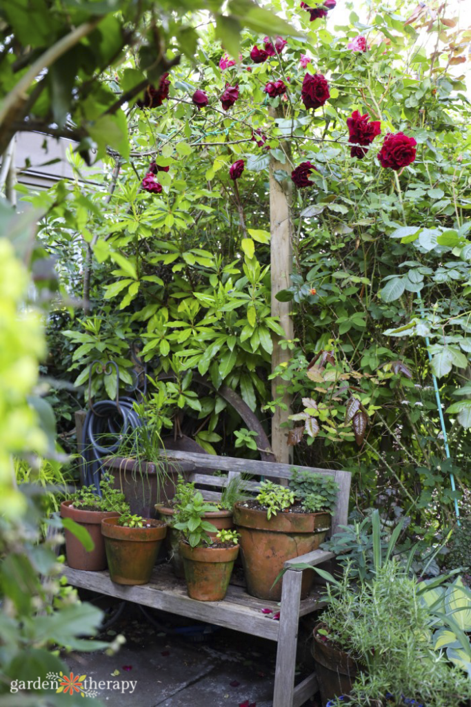 bench surrounded by tall greenery with plant pots, embracing chaos gardening