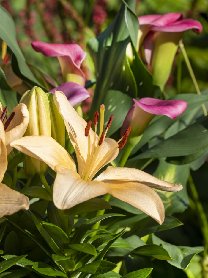 Two beautiful yellow and brown lily flowers forming V-shape in the