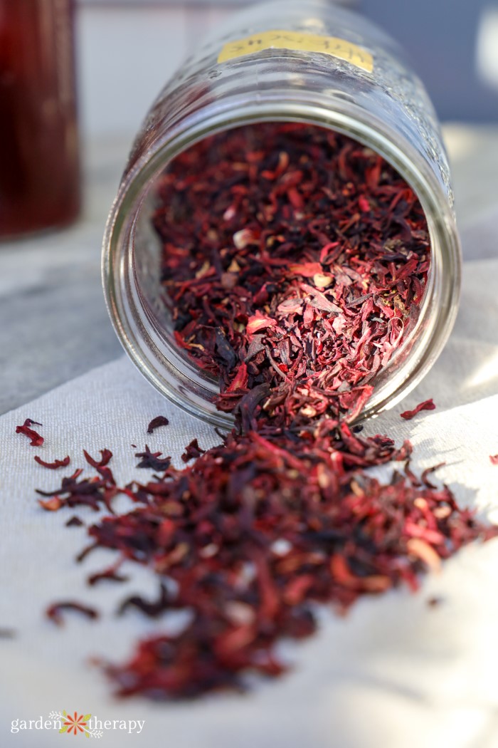 Herbal Hibiscus Guide: How to Harness the Benefits of the Hibiscus Plant - Garden Therapy