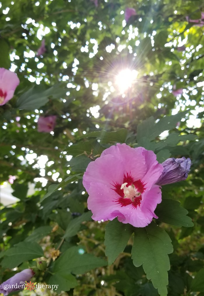 fleur d'hibiscus rose en plein soleil