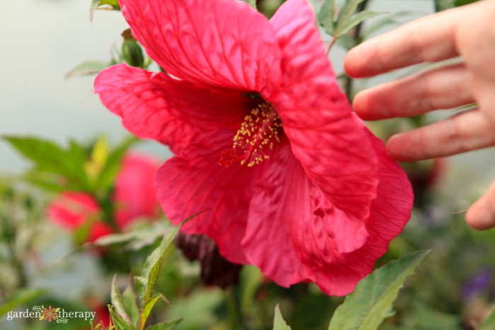 red hibiscus flower