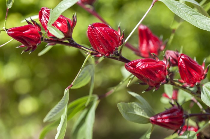 roselle hibiscus flower