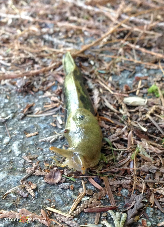 slug infestation in a garden