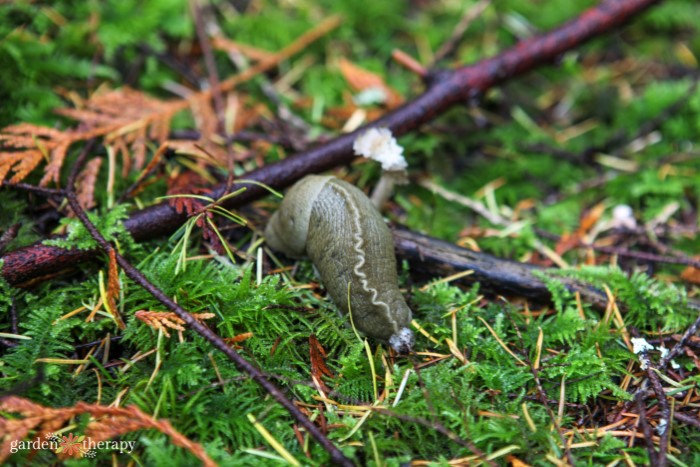 how to get rid of slugs in the garden