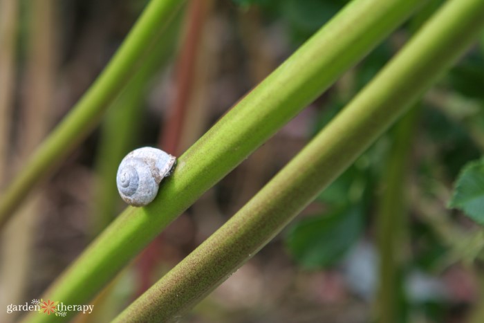 how to get rid of snails in the garden