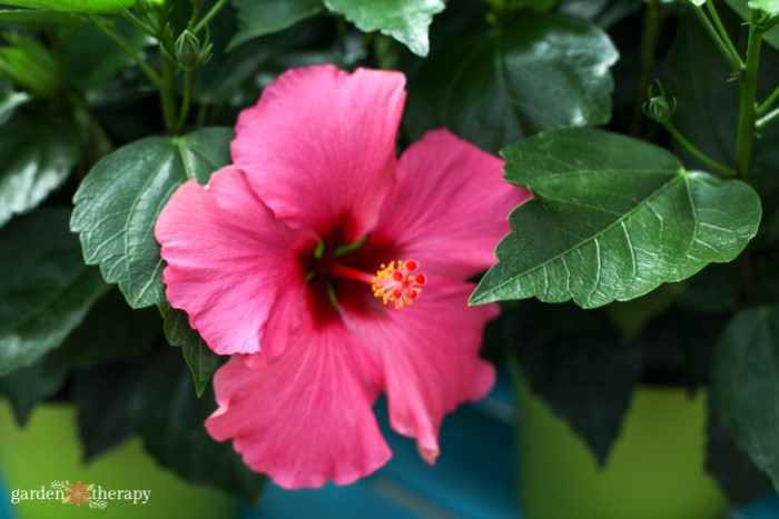 Why the Showy, Short-Lived Hibiscus Is the Flower of Our Time