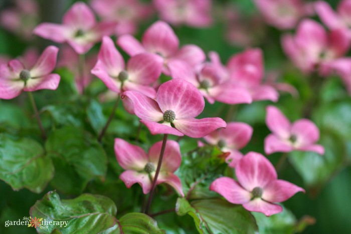 'Miss Satomi' dogwood