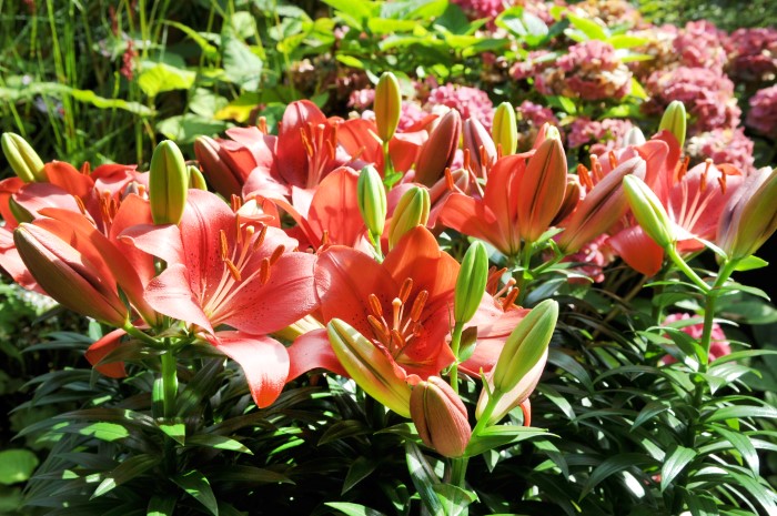 lily flowers