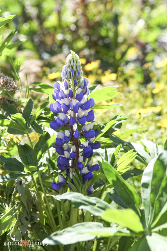 native plants