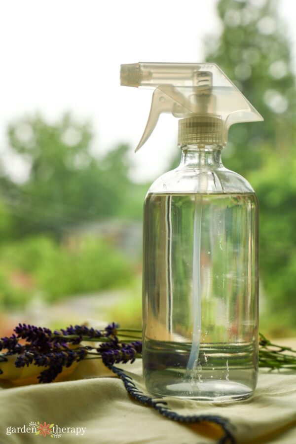 How to Get Rid of Ants in the Garden Naturally Garden Therapy