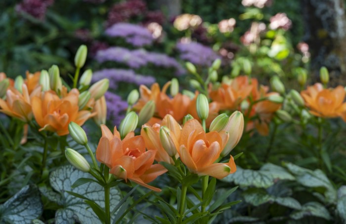 orange lilies