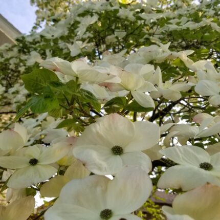 white pacific dogwood