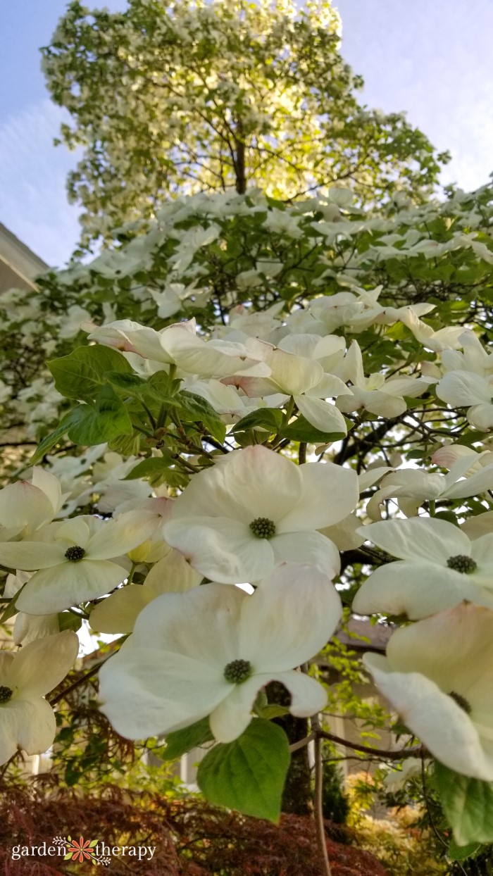 caring for your dogwood tree (+4 must-have varieties) - garden therapy