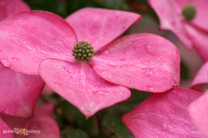 pink dogwood tree