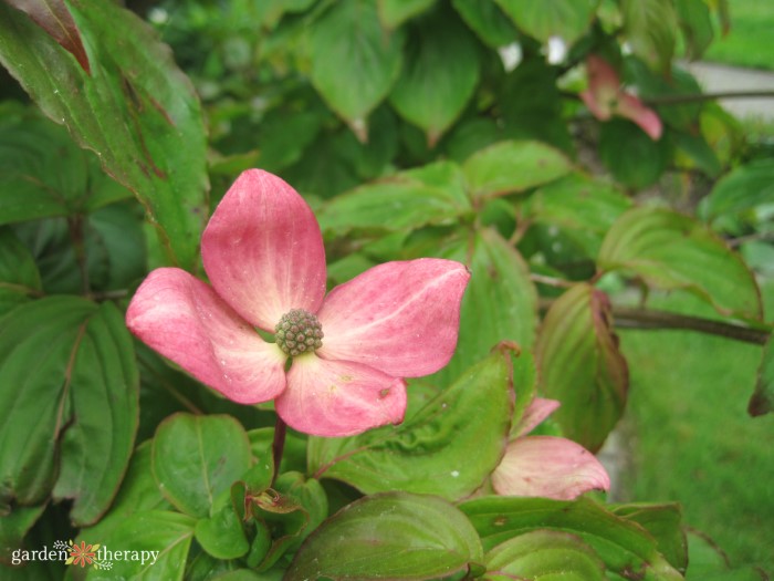 pink dogwood