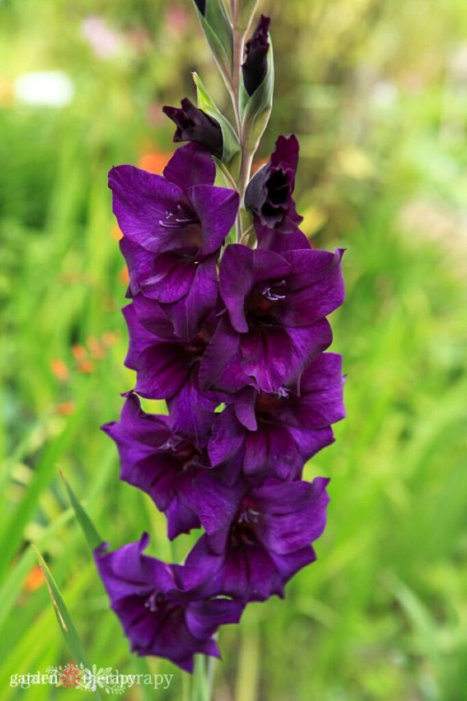 purple gladiola flower