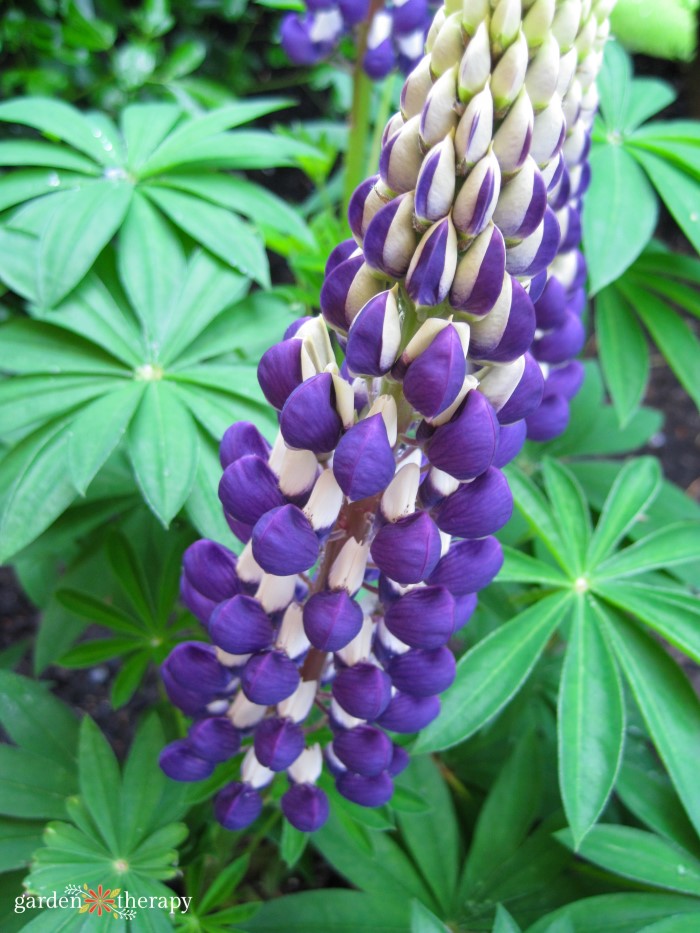 purple lupine flower