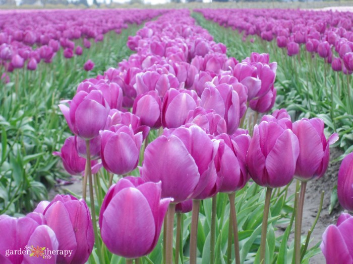 purple tulip flowers