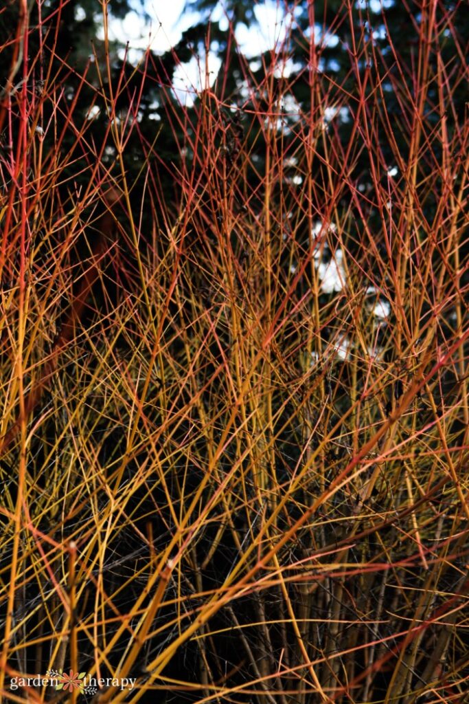 dogwood shrub