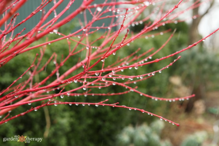 red twig dogwood