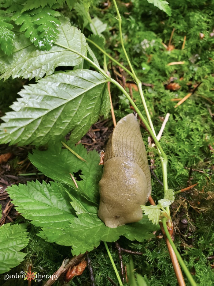 slug in the garden