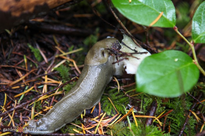 slug in a garden