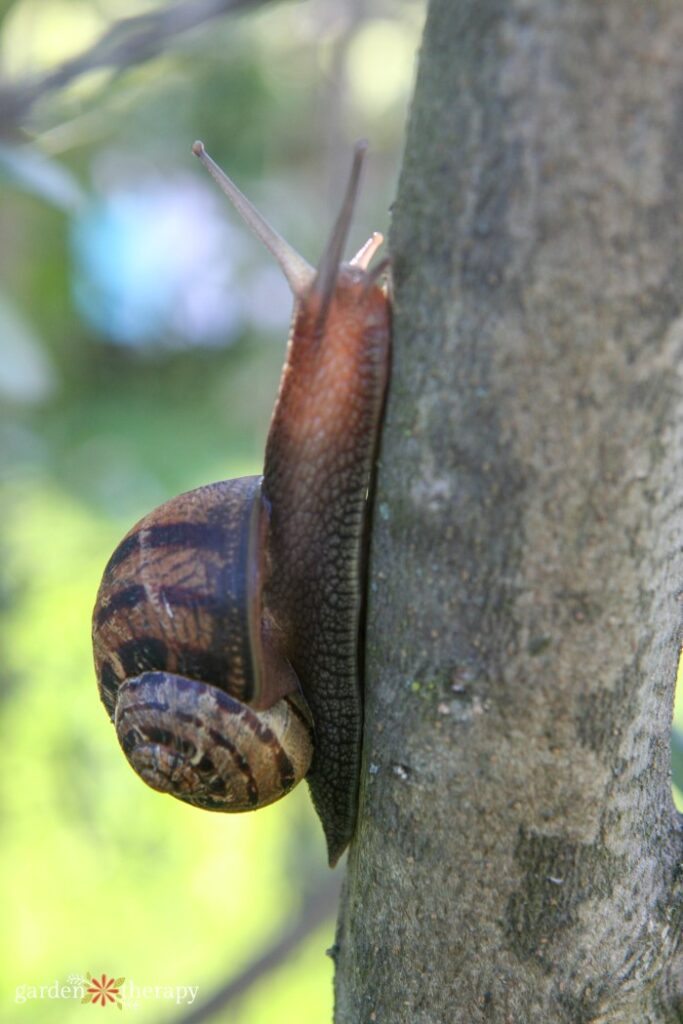 close up of snail climbing up a tree
